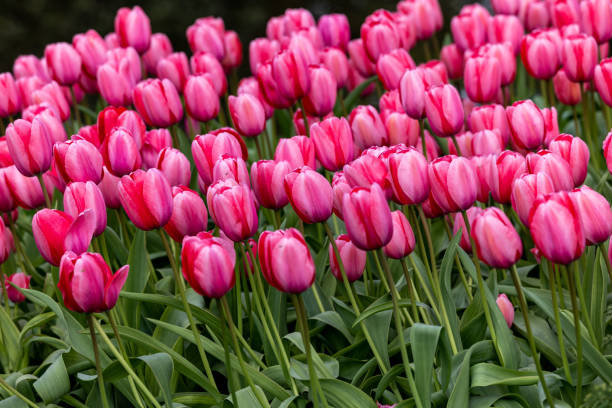 istock red and pink tulips blooming in a garden 1849168736