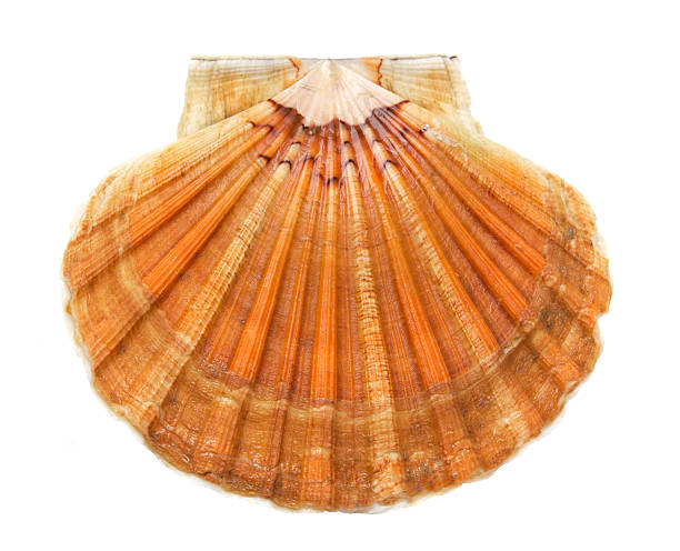 Scallop isolated on white background