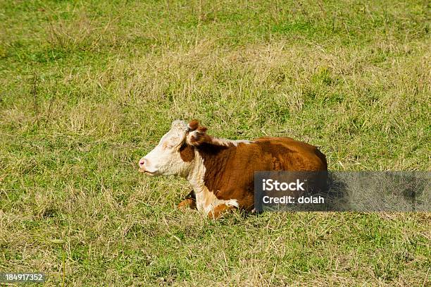 Vacca - Fotografie stock e altre immagini di Agricoltura - Agricoltura, Ambientazione esterna, Animale