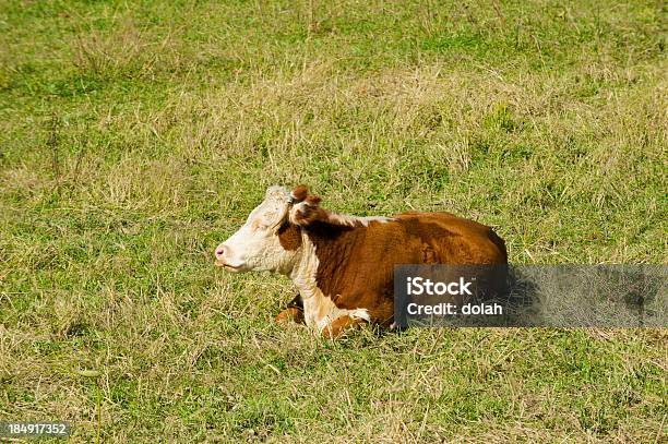 Krowa - zdjęcia stockowe i więcej obrazów Bydło - Bydło, Ciało zwierzęcia, Fotografika