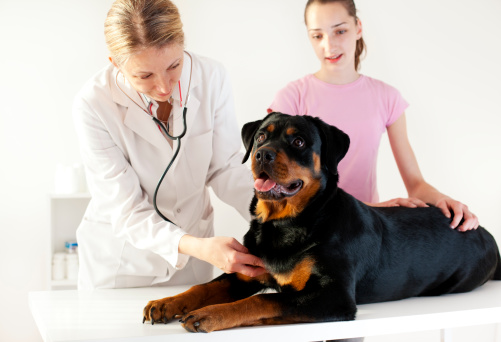 Female Veterinarian Doctor Doing An Medical Exam With Stethoscope of young female Rottweiler Dog, selective focus to Dog