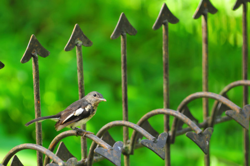 Magpie Robin Bird in green nature background.