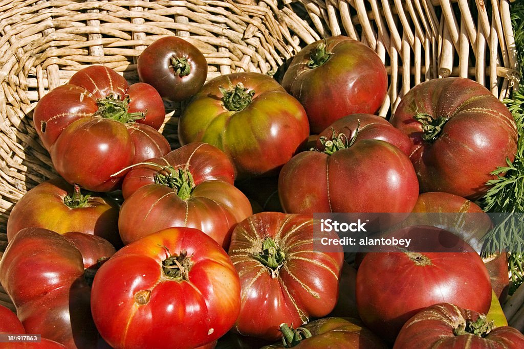 Basket of Organic Heirloom Tomatoes Basket of Organic Heirloom Tomatoes -- both Brandywine and Cherokee varietals Basket Stock Photo