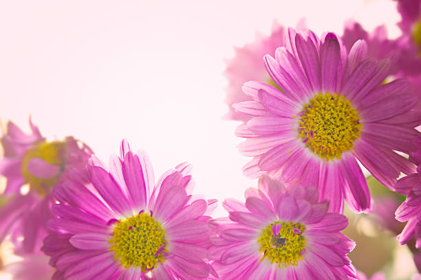 Pink flowers background