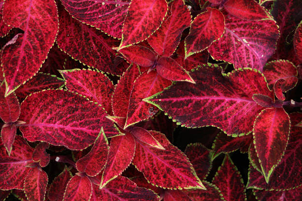 istock Red and Pink Leaves 184918069