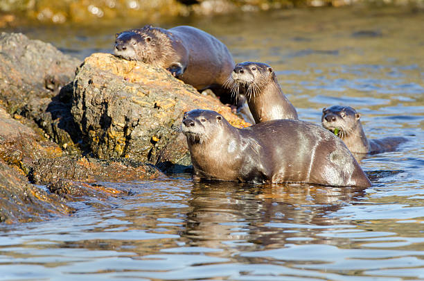 istock River Otters - Family 184918180