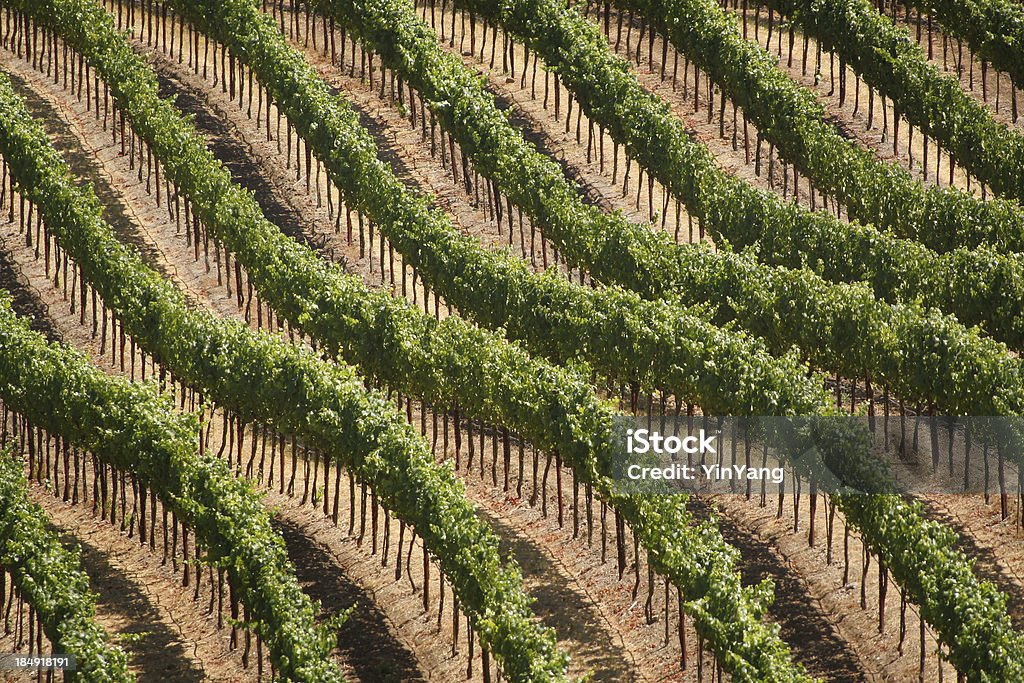 Hillside Vineyard - Lizenzfrei Kalifornien Stock-Foto