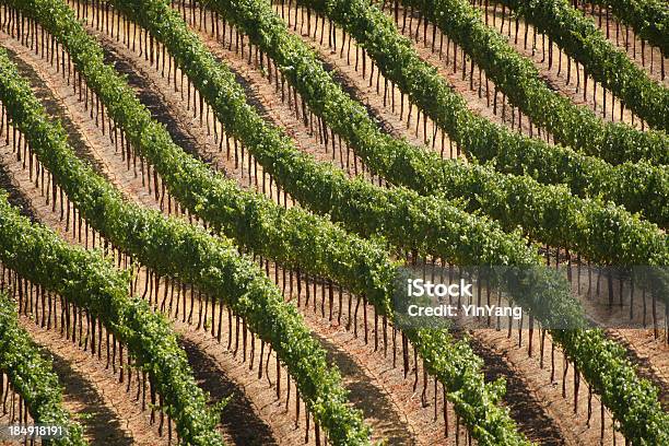 Hillside Vineyard Stockfoto und mehr Bilder von Kalifornien - Kalifornien, Landwirtschaft, Weinberg