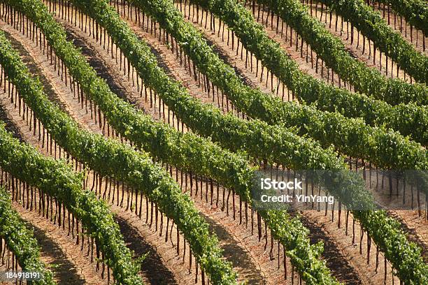 Na Wzgórze Winnica - zdjęcia stockowe i więcej obrazów Rolnictwo - Rolnictwo, Stan Kalifornia, Winnica