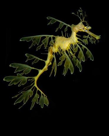 Leafy sea dragon floats in an aquarium