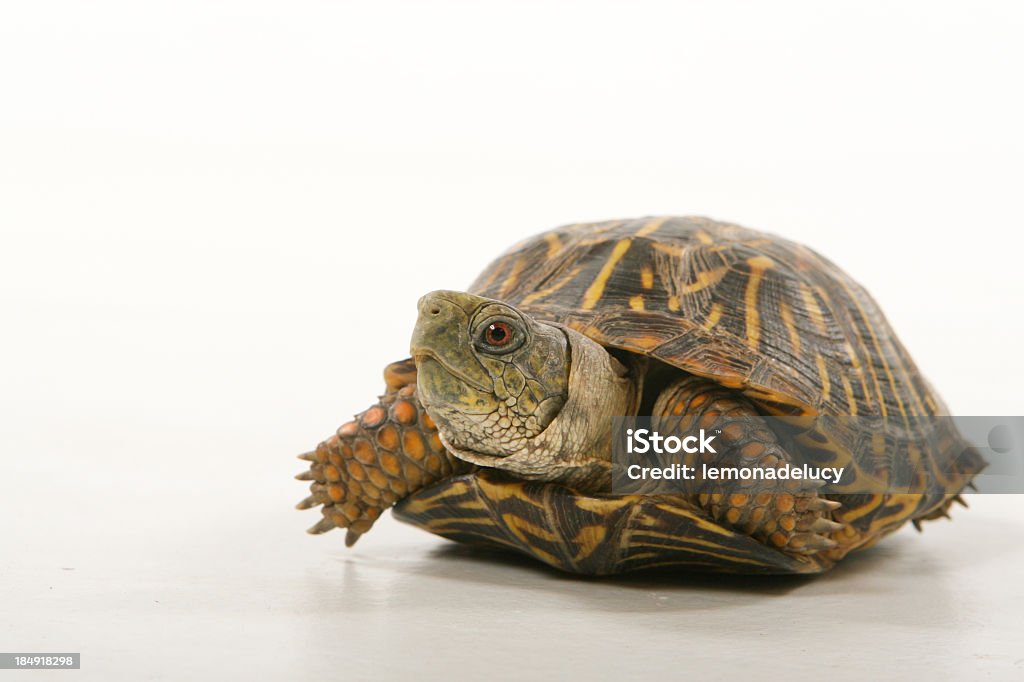 Vada a caccia di tartarughe - Foto stock royalty-free di Animale da compagnia