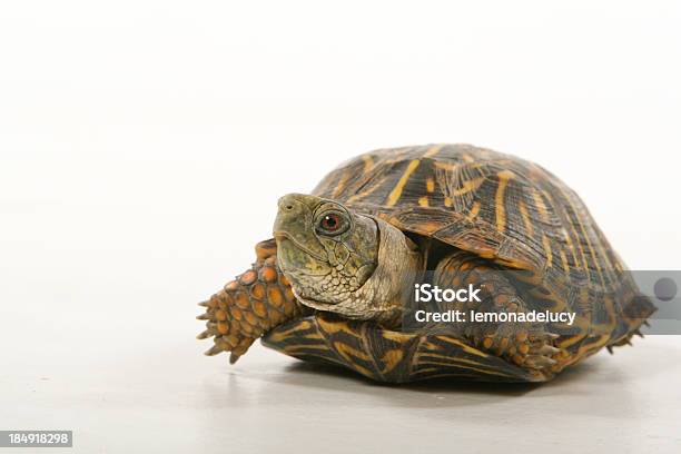 Turtle - zdjęcia stockowe i więcej obrazów Terrapene - Terrapene, Zwierzę domowe, Odosobniony