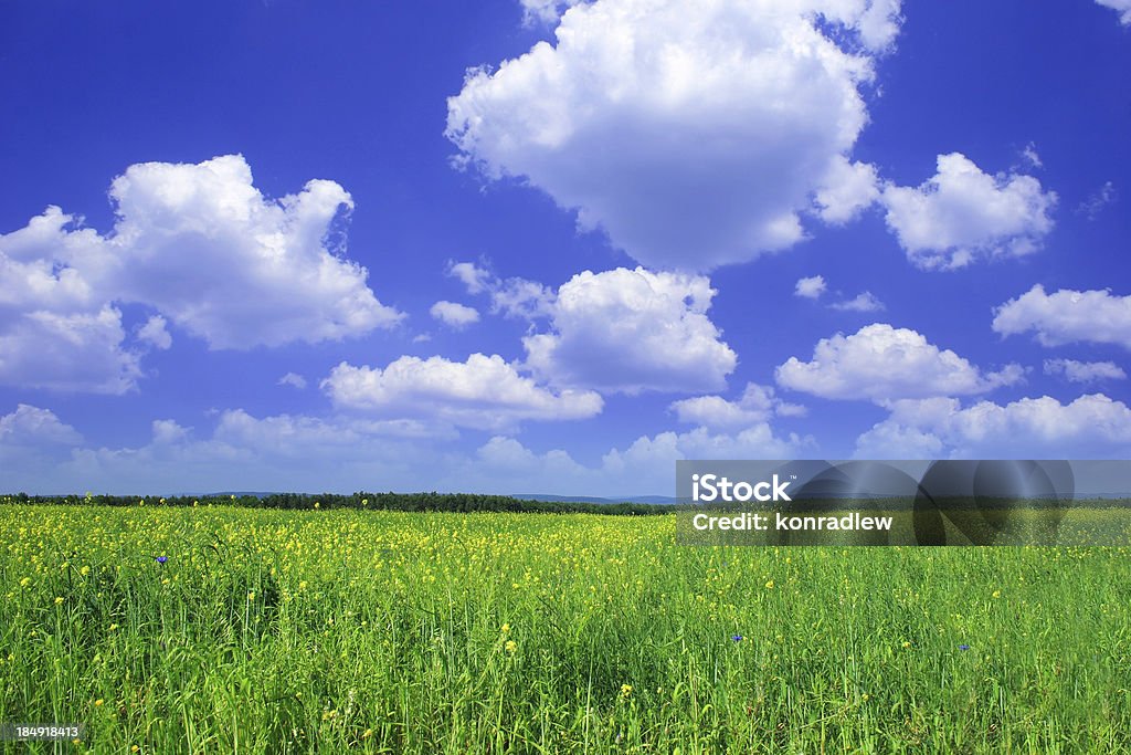 Grünen Feld-Landschaft - Lizenzfrei Blau Stock-Foto