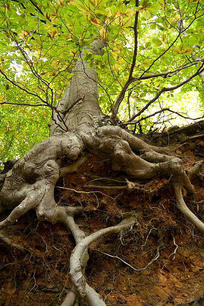 Close-up low angle view of a tree's protruding roots Tree Roots Exposed Due to Soil Erosion knotted wood stock pictures, royalty-free photos & images
