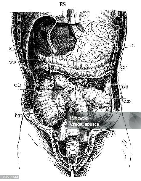 휴머니즘 복부 장기 인체에 대한 스톡 벡터 아트 및 기타 이미지 - 인체, 0명, 19세기 스타일