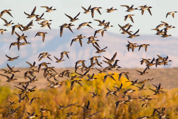istock Flock of Ducks Flying 184918811