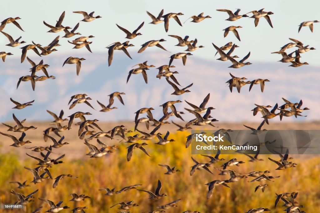 Flock of Ducks Flying "Flock of Migrating Ducks  Northern Pintail ( Anus acuta )  Bosque del Apache National Wildlife Refuge , New MexicoMORE DUCKS & GEESE" Flying Stock Photo