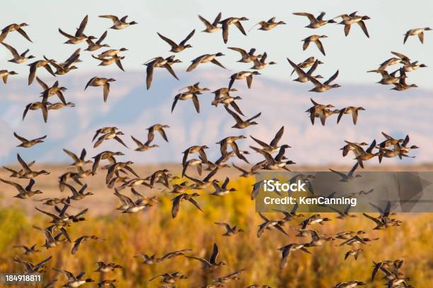 Flock Of Ducks Flying Stock Photo - Download Image Now - Flying, Pintail Duck, Animal