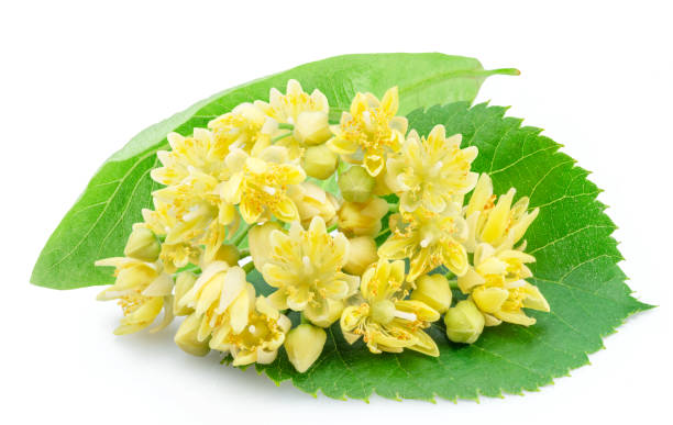 istock Linden flowers or lime tree flowers isolated on white background. 1849189304