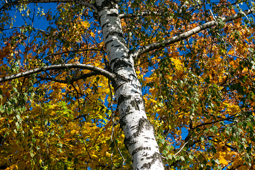 Birch tree with yellow foliage against a blue sky in autumn.