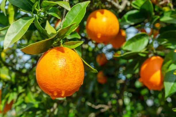 istock Ripe orange fruits on orange tree between lush foliage. View from below. 1849189867
