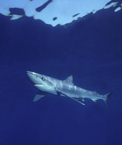 Blue Tubarão nadando em águas profundas com elegância para o mar - foto de acervo