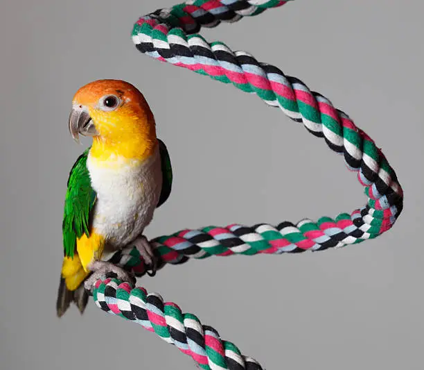 White Bellied Caique on rope