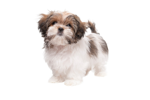 Shih tzu dog with short hair after grooming portrait. On bright white and blue background.