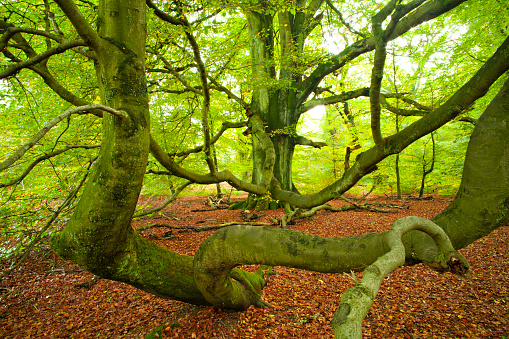 Bizarre Gnarled Beech Trees in Natural Forest
