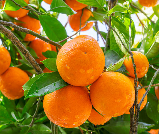 istock Ripe orange fruits on orange tree between lush foliage. View from below. 1849191492