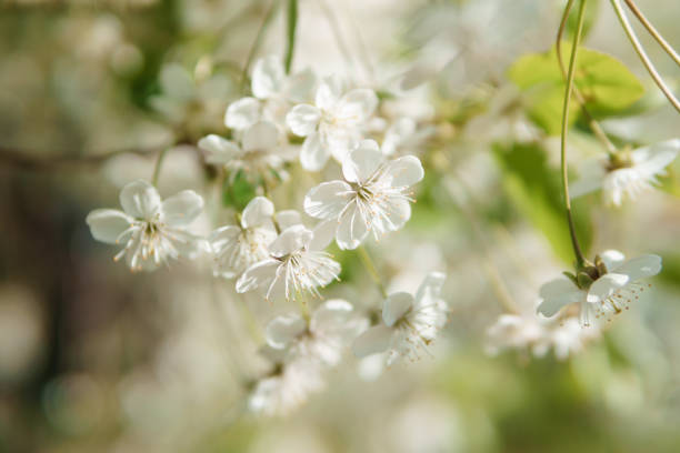 istock Blooming cherry branches with white flowers close-up, background of spring nature. Macro image of vegetation, close-up with depth of field. 1849191501