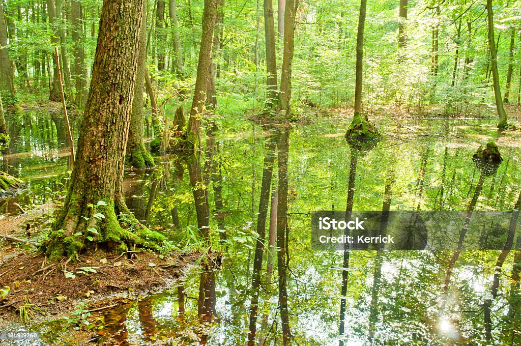 Swamp im Buche forest - Lizenzfrei Baum Stock-Foto