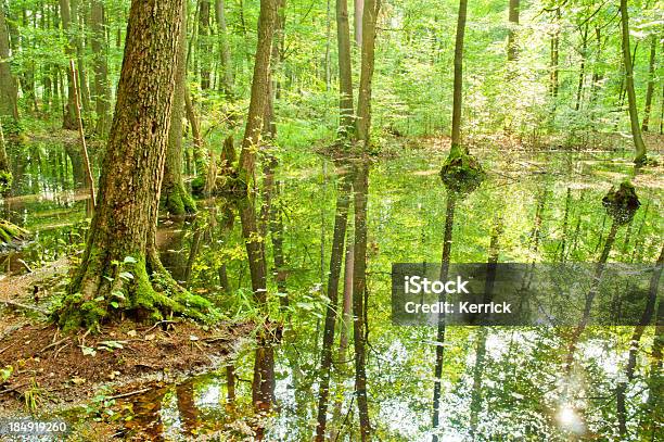 Swamp Im Buche Forest Stockfoto und mehr Bilder von Baum - Baum, Blatt - Pflanzenbestandteile, Buche