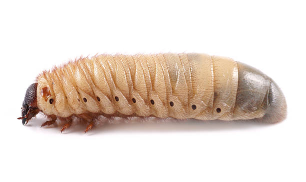 istock Rhinoceros beetle (Xylotrupes gideon), larva on white background 184919520