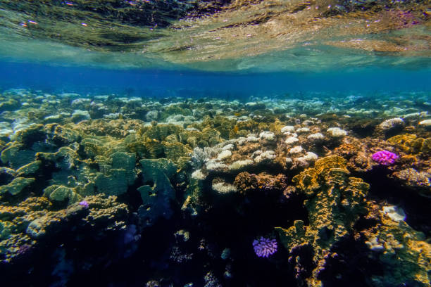 istock different colorful coral reef with reflections on the water surface with clear water in egypt 1849195261