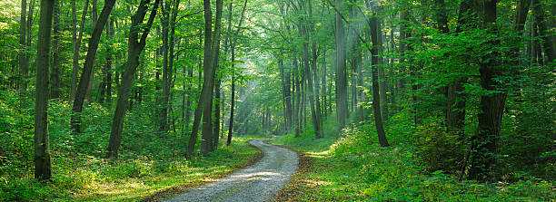 Winding Road through Mixed Deciduous Tree Forest with Sunrays stock photo