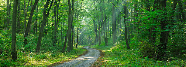 kręta droga przez las z wymieszać drzewo liściaste sunrays - wood woods dirt road footpath zdjęcia i obrazy z banku zdjęć