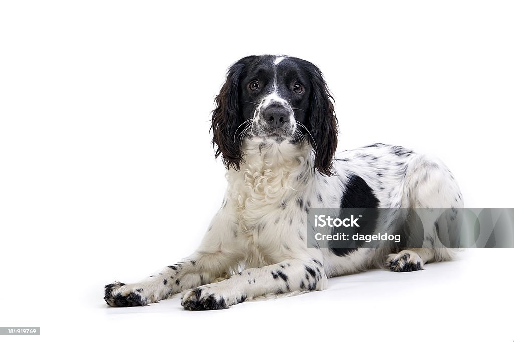 Non worry.be felice! - Foto stock royalty-free di Springer Spaniel