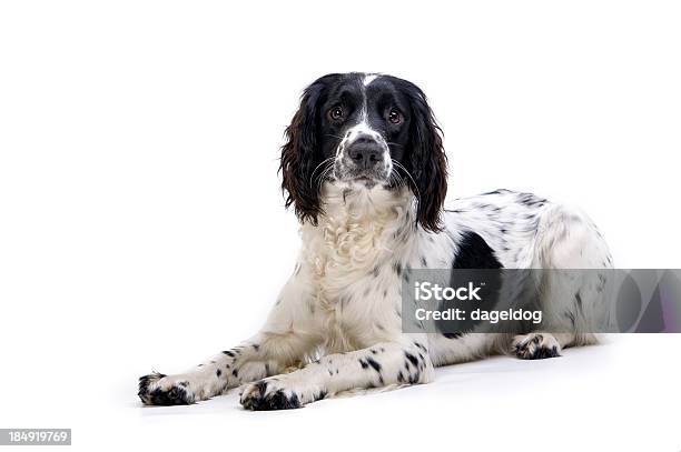 Non Worrybe Felice - Fotografie stock e altre immagini di Springer Spaniel - Springer Spaniel, Aggrottare le sopracciglia, Allerta