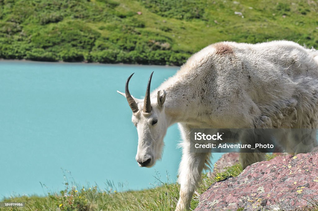 Mountain Goat im malerischen alpinen See - Lizenzfrei Blau Stock-Foto