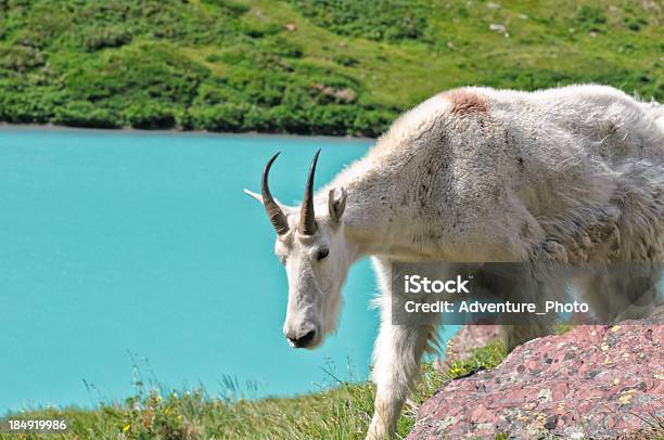 Mountain Goat At Scenic Alpine Lake Stock Photo - Download Image Now - Animal, Blue, Color Image