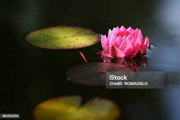 Foto de Lírio Rosa Com Gotas Dágua e mais fotos de stock de Nenúfar - Nenúfar, Aberto, Abrindo