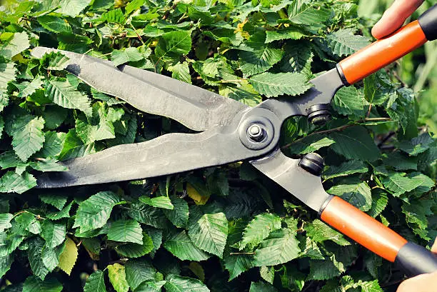 Trimming the hornbeam hedge with hedge clippers.High angle view.