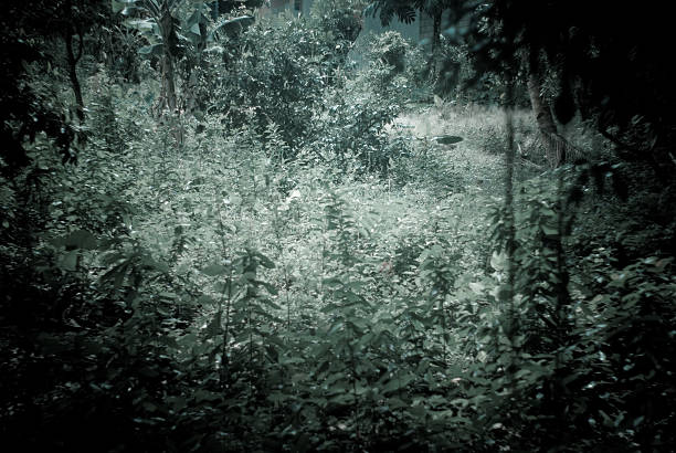 overgrown abandoned bushy land