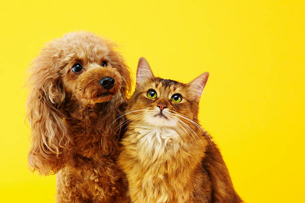 Dog and Cat Miniature poodle and Somali cat cat family stock pictures, royalty-free photos & images