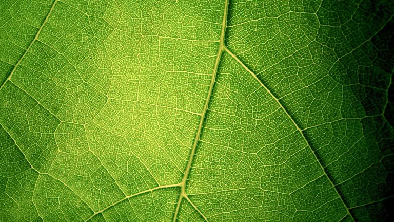 Macro Leaf vein with pan movement.