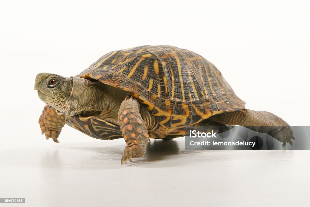 De Turtle à - Photo de Tortue aquatique libre de droits