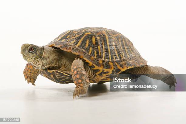 Photo libre de droit de De Turtle À banque d'images et plus d'images libres de droit de Tortue aquatique - Tortue aquatique, Marcher, Coquille et coquillage