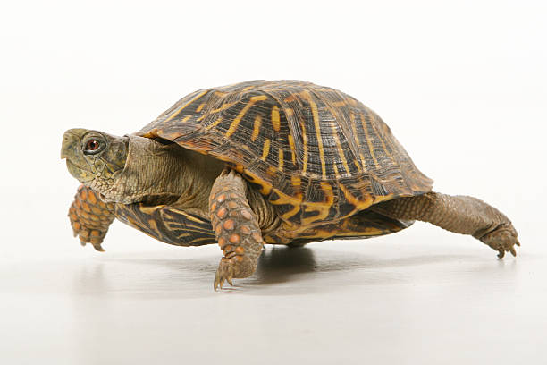 Turtle walking stock photo