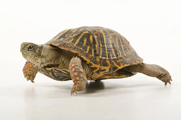 Photo of Turtle walking